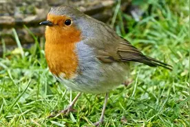 美国国兽：从6000万头被屠杀到只剩325头，我到底做错了什么？图片