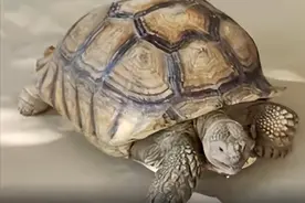 湖北襄阳一群众捡66斤“大宝贝乌龟”交给派出所！民警表情亮了！图片