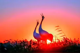 吉祥超脱的候鸟一丹顶鹤图片