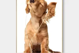 狗狗为什么更粘着女主人呢？看完之后你就明白了图片