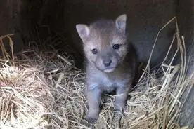 藏族牧民救回1只狼崽，同食共寝1年放生后，狼的行为令人感动图片