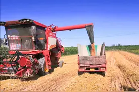 从希望田野到丰盈粮仓图片