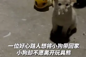 好心人领流浪狗回家，汪却不愿意离开：可以带玩具熊一起走吗？图片