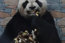 熊不可貌相之缘小（乐水），表面叱咤风云大佬，背地里温柔小可爱图片