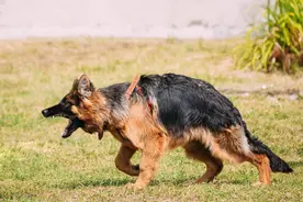 为什么老人说，尾巴弯下去的狗不能养？图片