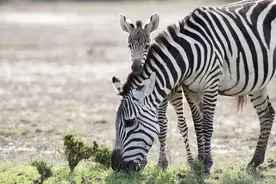 动物交配六亲不认，若雄性遇上自己母亲呢？马不欺母是真的吗？图片