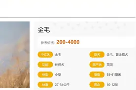 金毛的介绍大全图片