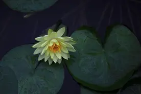 真正厉害的人，其实很会“装”图片