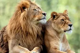 动物交配六亲不认，狮王如何对待自己的女儿？是父爱还是兽性？图片