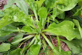 曾是农村人的救命草，现在20元一斤，你肯定见过，知道价值吗？图片