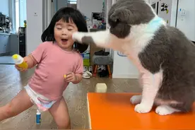 猫咪不打小孩，是因为这“4个”原因！很多铲屎官都不知道！图片