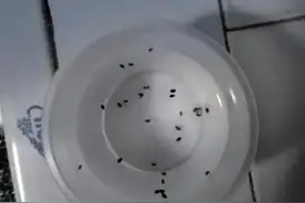 三步教您解决家里小飞虫！超级实用哦图片