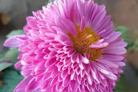 种花最容易“招惹”的病虫害有哪些？防控时勿以“恶小”而不为图片