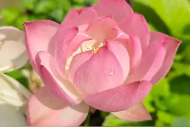 新手种碗莲，也能轻轻松松花开不断图片