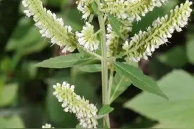 鸡肝散是一种什么样的植物图片