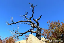 雷击木的作用，雷击木很贵吗，这是做什么用的图片