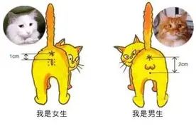 养猫选公猫还是母猫？看完你就明白了图片