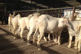 养羊什么时候买羊最合适？新买的羊到家注意什么？新手必看图片