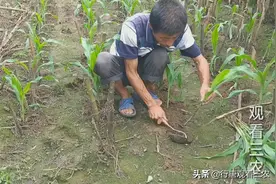 为什么玉米三到五叶打除草剂，你知道原因吗？图片
