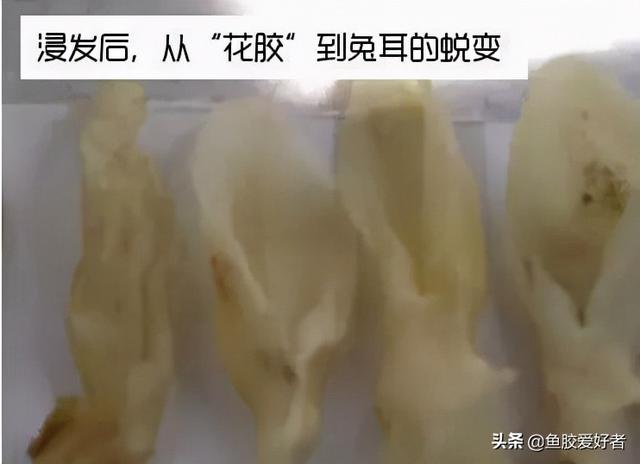 假鱼胶和真鱼胶的区别 假鱼胶炖出来的样子