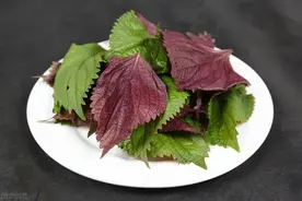 紫苏全身都是宝，其中这5个功效尤为突出，做菜不妨多放点图片