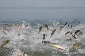 长江禁渔后，鱼类明显“膨胀”了！南京网友拍到“米级”大鱼图片