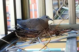 斑鸠筑巢为啥如此糊弄？不怕鸟蛋掉下去吗，为何不学喜鹊？图片