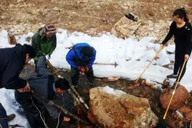 千只才能出一斤油，前年还卖6千一斤，今年惨遭禁养，损失谁赔？图片