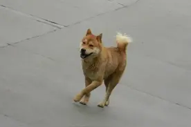 游荡在工地的大黄狗，被民工捉去吃掉，剩半张皮在地上图片