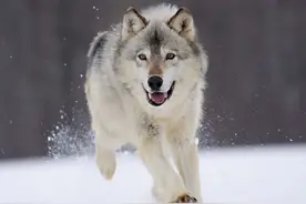 新疆奇人痴迷养狼，连续尝试两次，总结“科学养狼”绝招图片