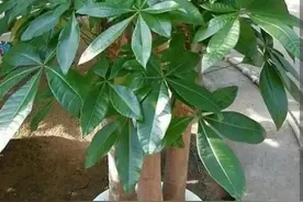 发财树别只浇水，常用3种肥，长得繁茂，叶子浓绿图片