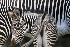 斑马是带黑色的白斑马还是带白色条纹的黑斑马？图片