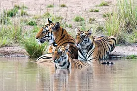 老虎为什么不学习大哥狮子群居呢？4个原因，让人扎心图片