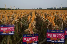 抗病又抗倒，亩产1134.64公斤，这个品种勇夺黄淮夏玉米第一名图片