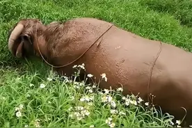 广西一男子放牛，可30岁老牛预知要死亡，慢慢走入淤泥中安然去世图片