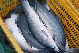 活宝石，青鱼石图片