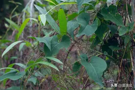 何首乌的传说图片