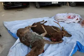 “靠山吃山”？江西一男子捕猎“角仙”，将自己送进牢笼图片