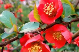 如何养好一盆高颜值的长寿冠海棠，这几个方面都千万别忽视图片