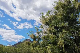 万亩板栗花在昌平盛放，花香四溢满山间！图片