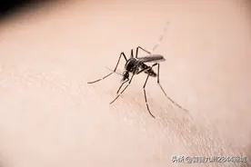 夏季“蚊”题不简单！安全、健康的驱蚊设备怎么选？小饕有话说.图片