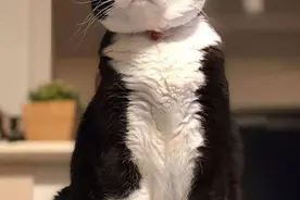 你养什么猫，就代表你是什么性格，网友：太准了图片