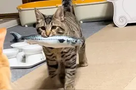 猫咪每天把玩具收纳得整整齐齐，网友：我还不如一只猫？图片