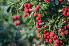 吃荔枝，还真得看中国人的图片