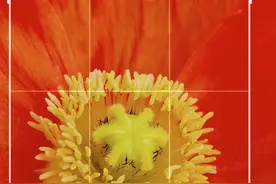 拯救拍花废片！二次构图裁出最美花卉照图片