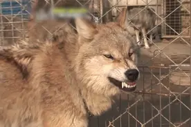 狗到底适不适合与狼作战？土耳其坎高犬能咬死狼吗？今天给你答案图片