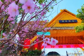 速扩！泉州绝美樱花打卡攻略，花期就在……图片