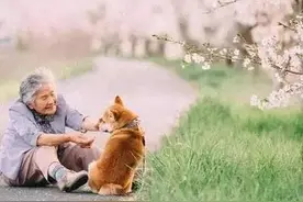 流浪狗娘临终托孤：临死之前，它把孩子送给自己最信任的人图片