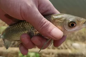 夏季野钓，不同的鱼垂钓时间不同，不要只会死守图片
