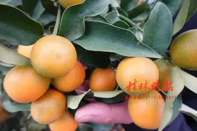 一颗金桔卖5元！阳朔村民是如何做到的？图片